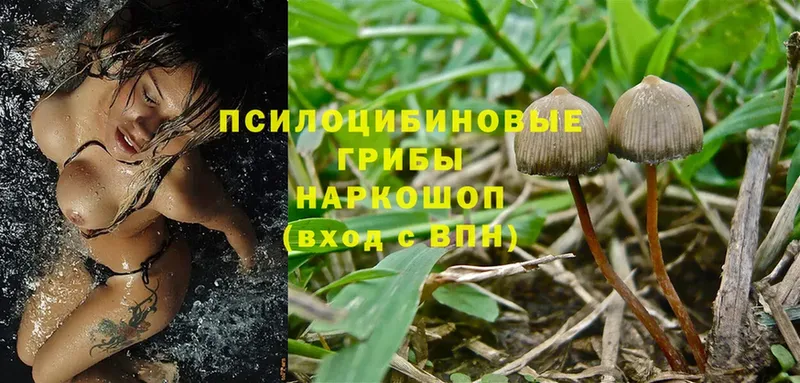 Галлюциногенные грибы Magic Shrooms  Медынь 